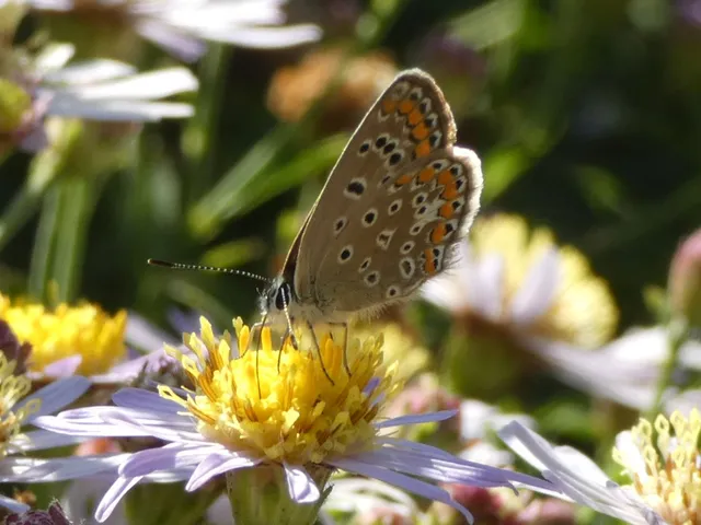 Polyommatus icarus - közönséges boglárka
