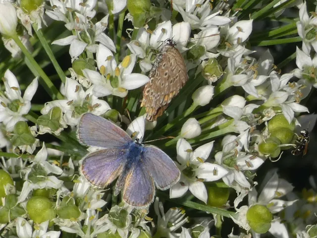 Polyommatus icarus - közönséges boglárka