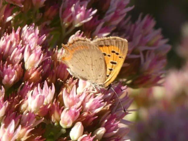 Lycaena phlaeas - közönséges tűzlepke