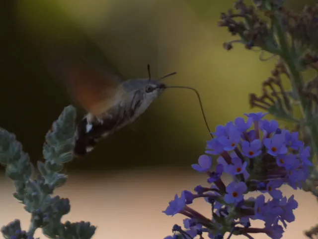 Macroglossum stellatarum - kacsafarkú szender
