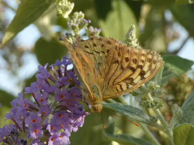 Argynnis pandora - zöldes gyöngyházlepke