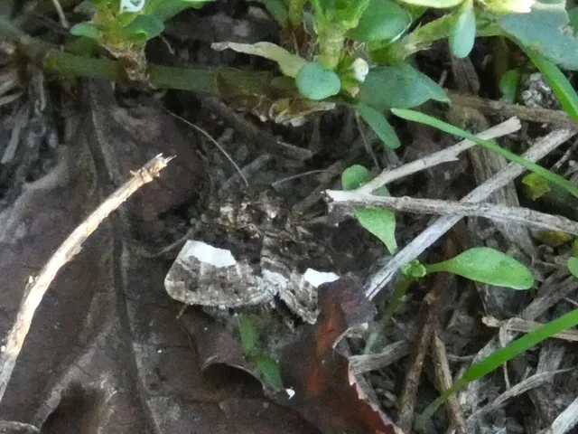 Tyta luctuosa - fekete nappalibagoly