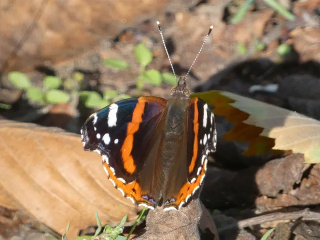 Vanessa atalanta - atalantalepke