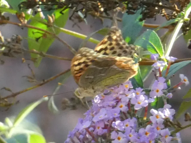 Argynnis pandora - zöldes gyöngyházlepke