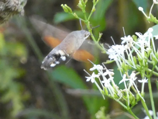 Macroglossum stellatarum - kacsafarkú szender
