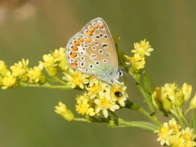 Polyommatus icarus - közönséges boglárka