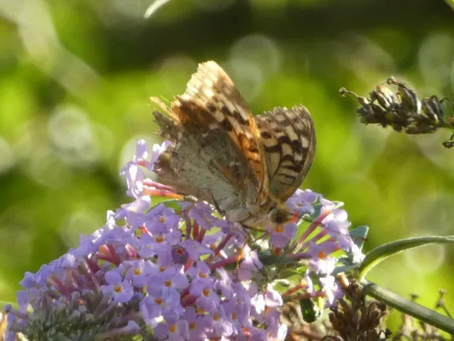 Argynnis pandora - zöldes gyöngyházlepke