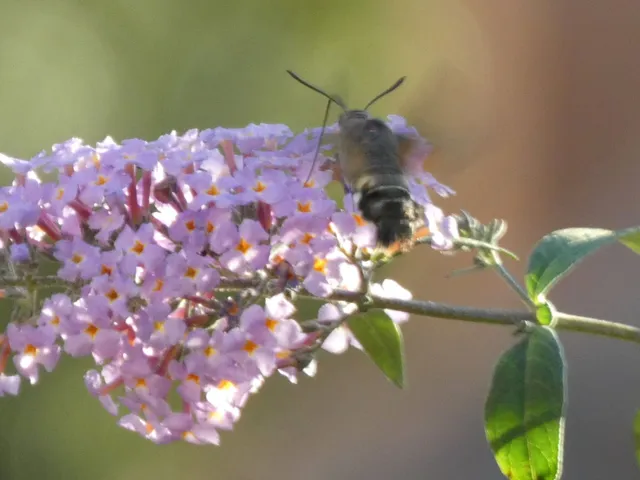 Macroglossum stellatarum - kacsafarkú szender
