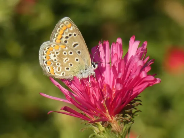 Polyommatus icarus - közönséges boglárka