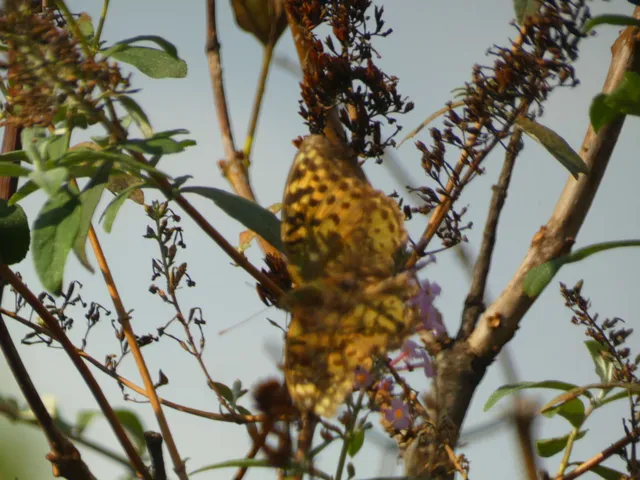 Argynnis pandora - zöldes gyöngyházlepke
