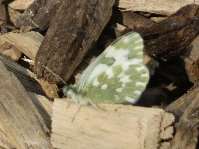 Pontia edusa - rezedalepke