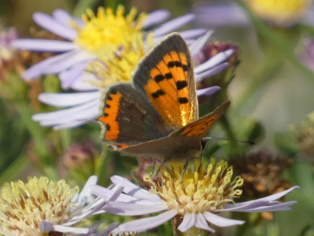 Lycaena phlaeas - közönséges tűzlepke