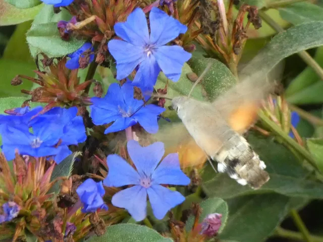 Macroglossum stellatarum - kacsafarkú szender