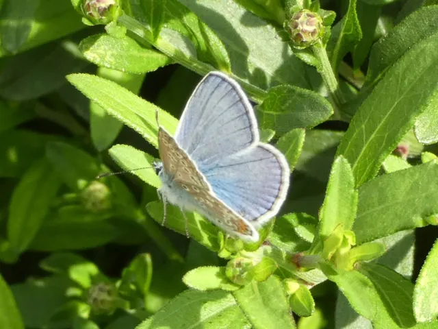 Polyommatus icarus - közönséges boglárka