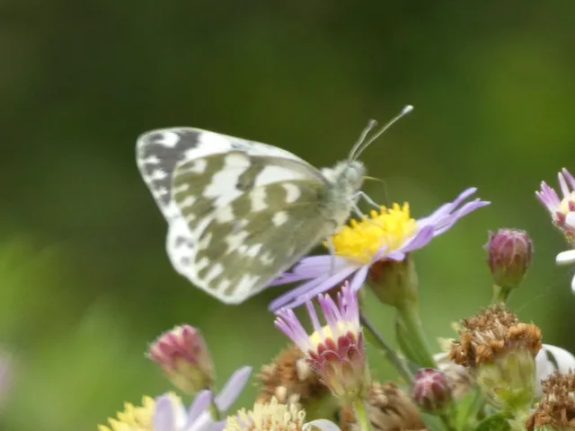 Pontia edusa - rezedalepke
