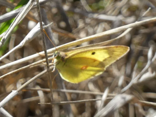 Colias erate - csángó-kéneslepke