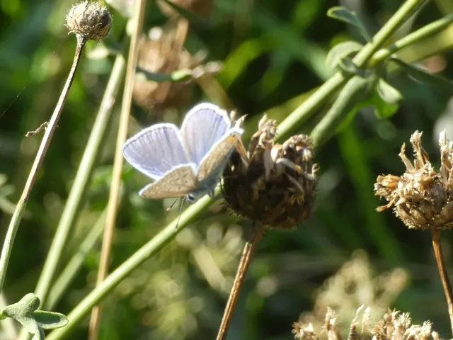 Polyommatus icarus - közönséges boglárka