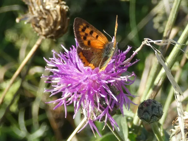 Lycaena phlaeas - közönséges tűzlepke