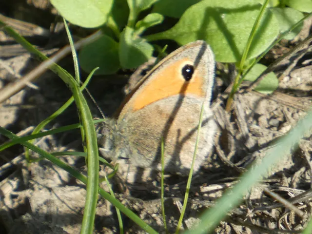 Coenonympha pamphilus - kis szénalepke