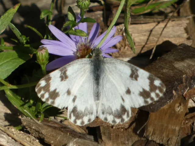 Pontia edusa - rezedalepke