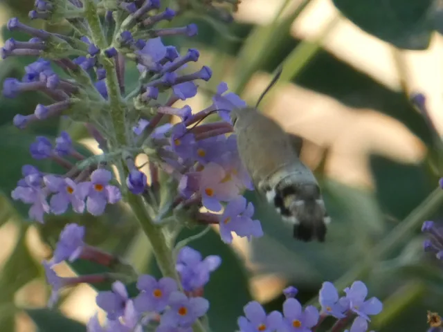 Macroglossum stellatarum - kacsafarkú szender
