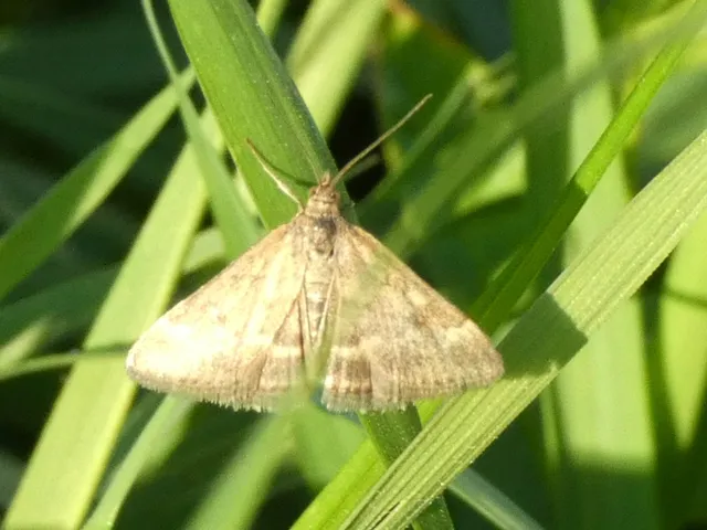 Pyrausta despicata - réti bíbormoly