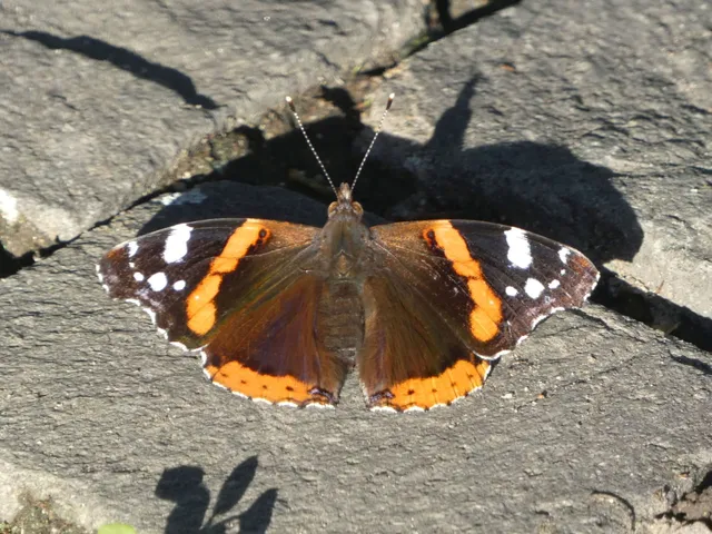 Vanessa atalanta - atalantalepke