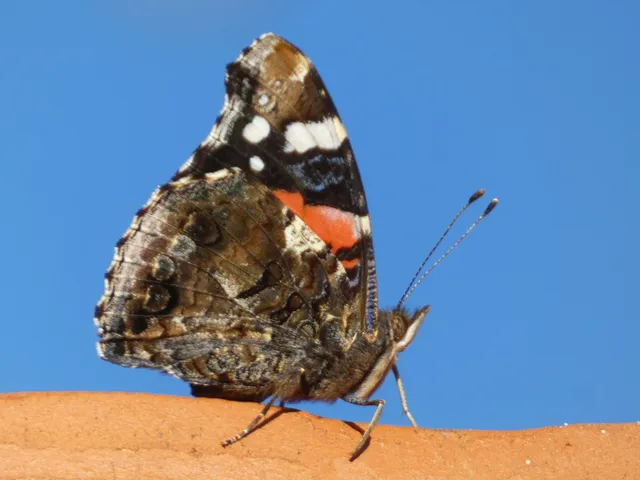 Vanessa atalanta - atalantalepke