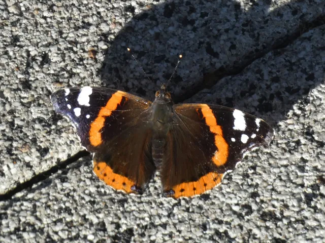 Vanessa atalanta - atalantalepke