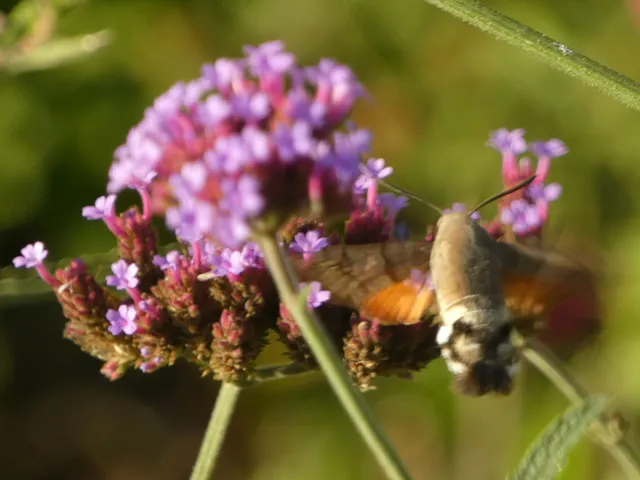 Macroglossum stellatarum - kacsafarkú szender