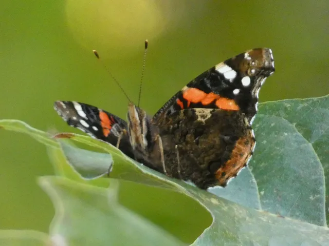 Vanessa atalanta - atalantalepke