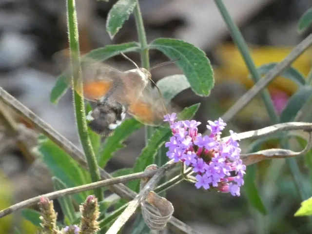 Macroglossum stellatarum - kacsafarkú szender