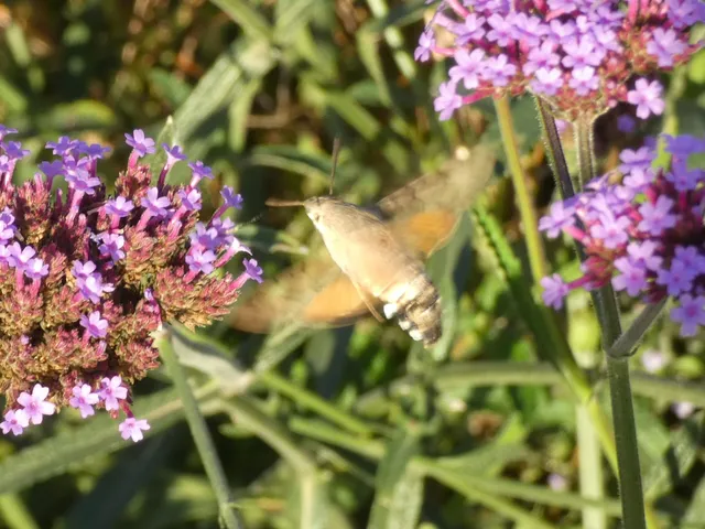 Macroglossum stellatarum - kacsafarkú szender
