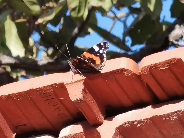 Vanessa atalanta - atalantalepke
