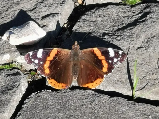Vanessa atalanta - atalantalepke