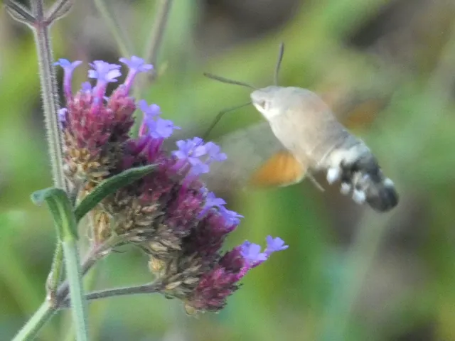 Macroglossum stellatarum - kacsafarkú szender