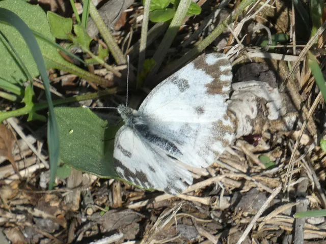 Pontia edusa - rezedalepke