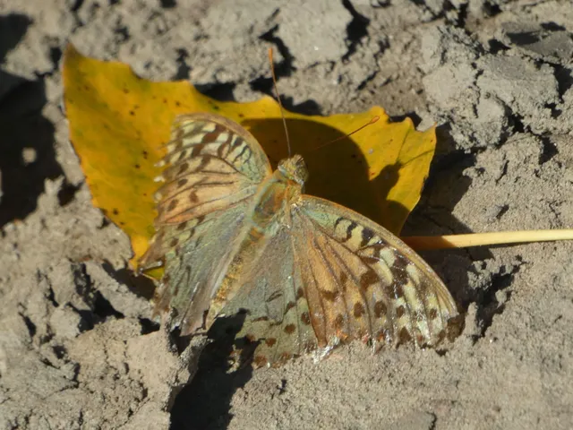 Argynnis pandora - zöldes gyöngyházlepke