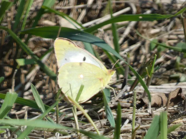 Colias croceus - sáfránylepke