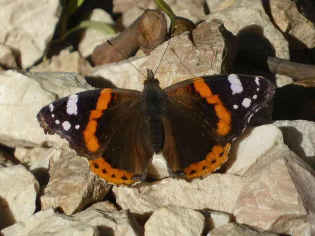 Vanessa atalanta - atalantalepke