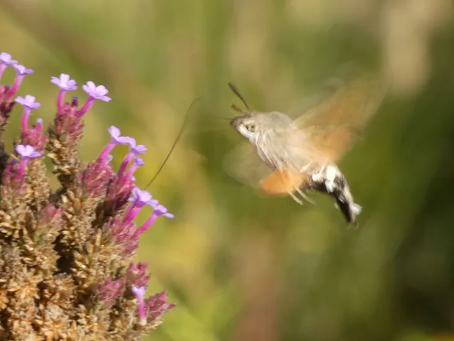 Macroglossum stellatarum - kacsafarkú szender