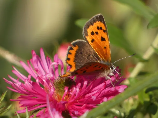 Lycaena phlaeas - közönséges tűzlepke