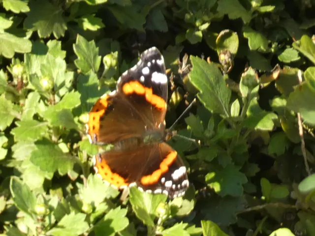 Vanessa atalanta - atalantalepke