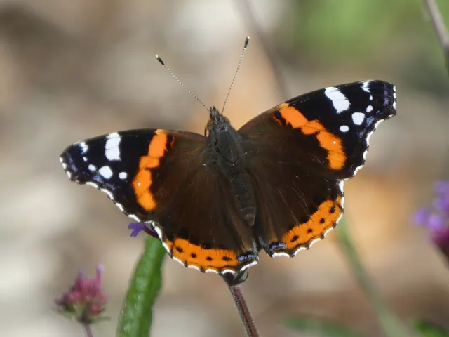 Vanessa atalanta - atalantalepke