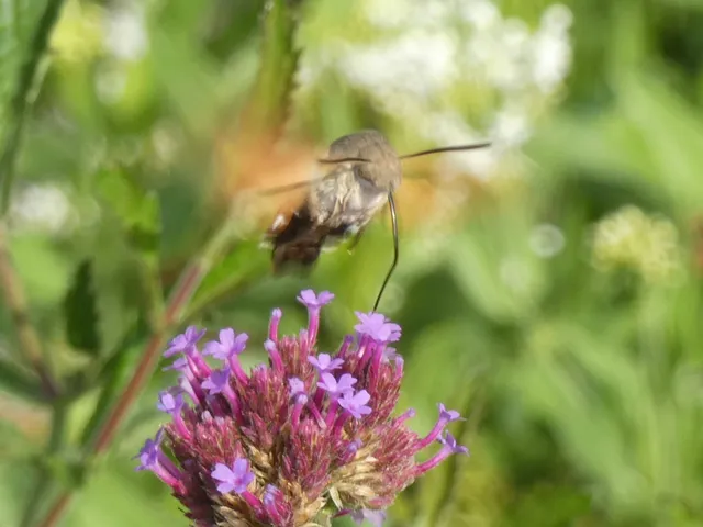 Macroglossum stellatarum - kacsafarkú szender