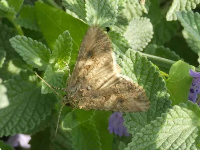 Hadula trifolii - lóherebagoly