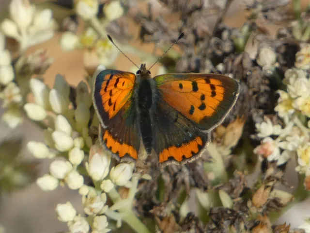 Lycaena phlaeas - közönséges tűzlepke