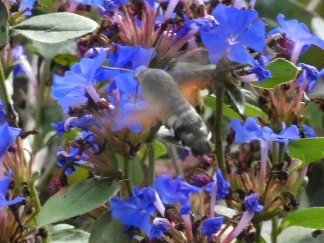Macroglossum stellatarum - kacsafarkú szender