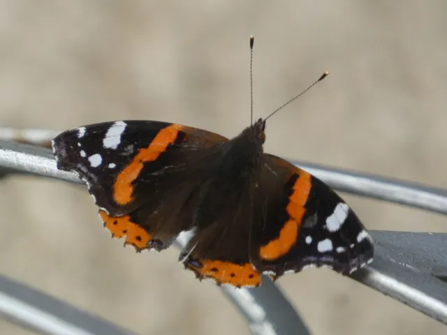 Vanessa atalanta - atalantalepke