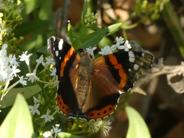 Vanessa atalanta - atalantalepke